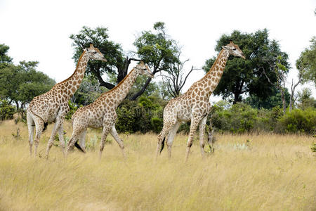 一群年轻的长颈鹿