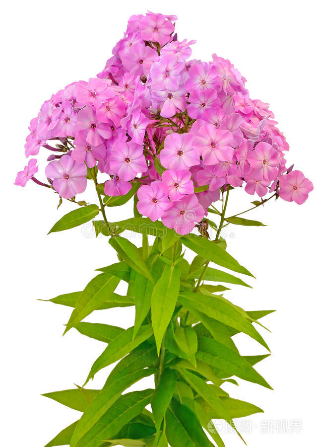 粉红色福禄考花束