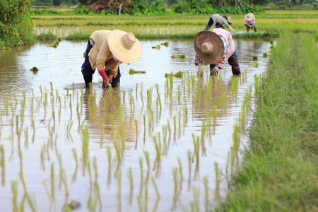 农民在农场种植水稻