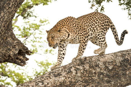 豹子，博茨瓦纳，非洲