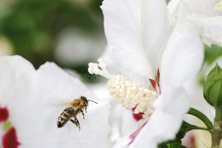 菲林蜜蜂图片