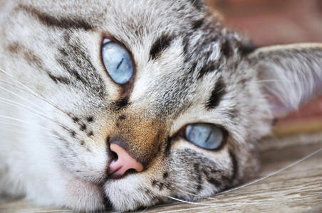 蓝眼睛猫图片