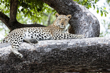 捕食者 猫科动物 休息 游猎 自然 眼睛 美丽的 攀登 非洲