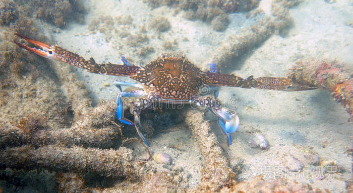 地中海螃蟹
