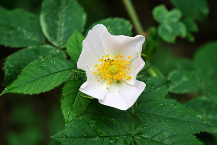 花野玫瑰