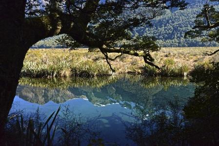 新西兰镜湖图片