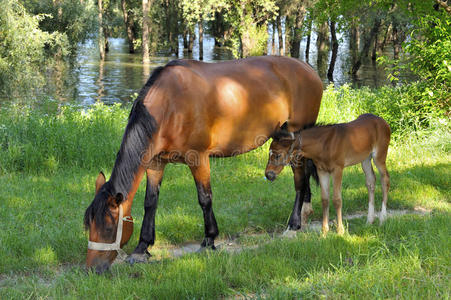野生大马小马图片