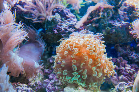 水族馆中的珊瑚