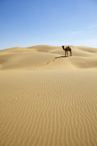 沙丘上孤独的骆驼。