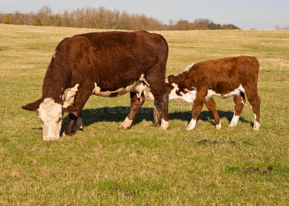奶牛在田里喂小牛图片