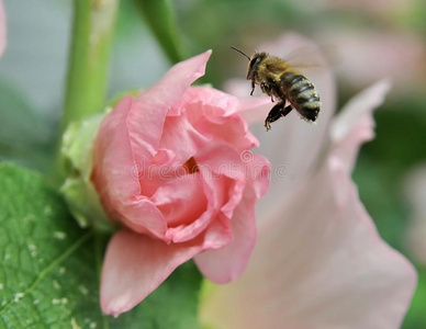 蜜蜂在飞行