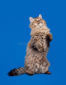 天蓝色背景上的塞尔柯克雷克斯猫