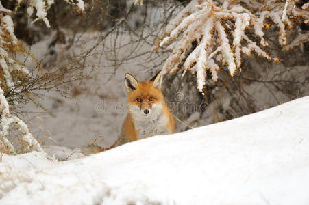 雪地里的红狐