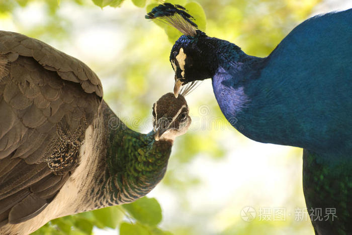 一对孔雀