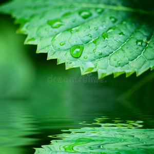 水景中的绿叶图片