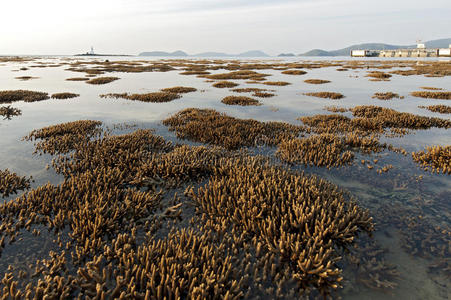 低潮时浅水中的珊瑚