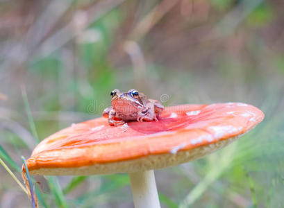 青蛙和蘑菇
