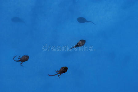 蝌蚪(pollywog)照片