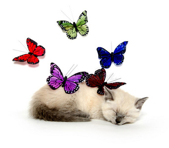 沉睡的小猫和五颜六色的蝴蝶