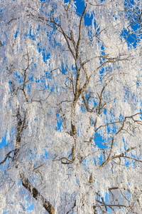 白桦树上的霜