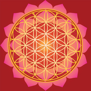 红莲生命之花照片