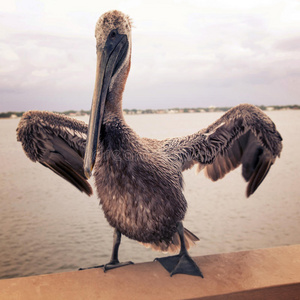 鹈鹕漂浮物图片