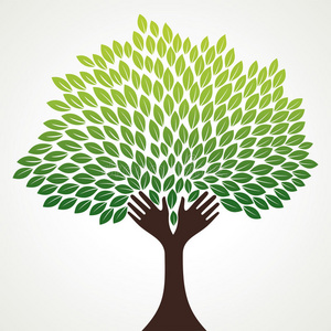 树状白牡丹图片