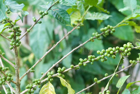 泰国阿拉比卡咖啡种植园