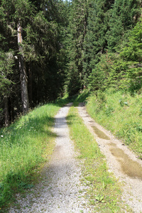 高山森林小径