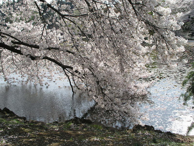 樱花与水上花瓣
