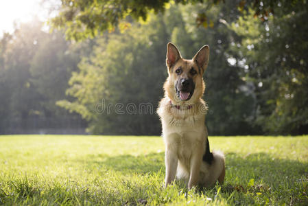 公园里的纯种阿尔萨斯幼犬