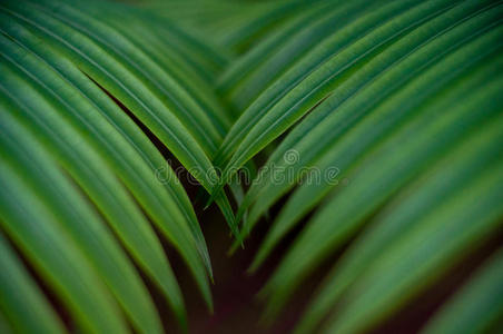 热带森林绿色细节