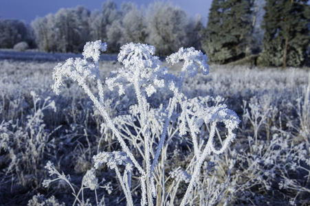 积雪植物