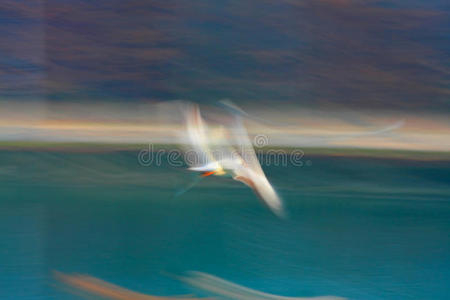 极速飞行的海鸥图片