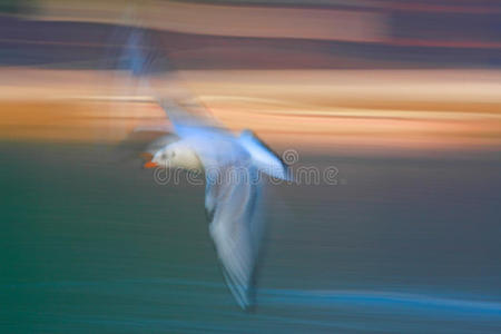 极速飞行的海鸥图片