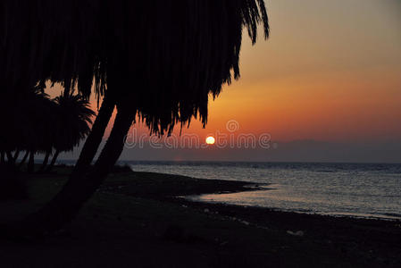 日出时的大海和棕榈树