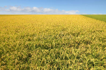 鲜稻大米水稻稻田成熟水稻的秋收.