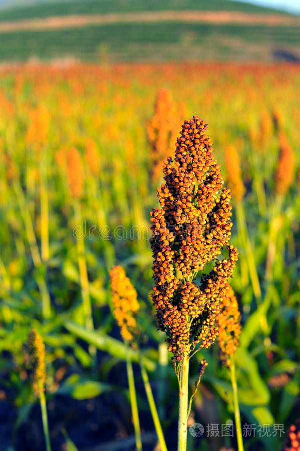 清晨阳光下的高粱地