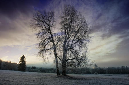 自然界冬天的早晨