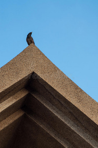 古泰国屋顶上的鸟