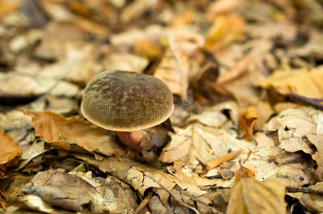 小牛肝菌