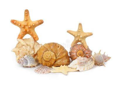 白色贝壳和海星
