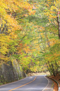 日本日兴彩色秋树
