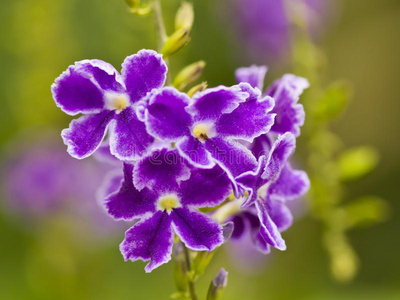 一束紫色的花。
