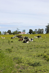 乌拉圭休息的一群母牛。