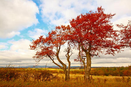 风景 秋天 植物区系 森林 领域 公园 落下 树叶 自然