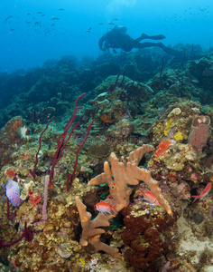 圣卢西亚暗礁上的潜水者