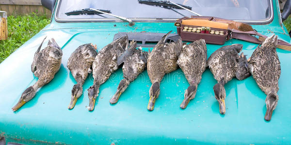 战利品-野鸭奖杯藤壶胶.