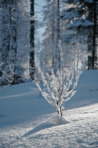 积雪植物