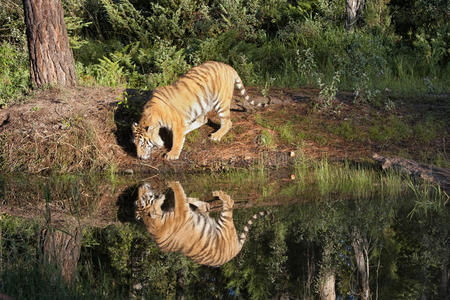 河里倒影清晰的老虎图片